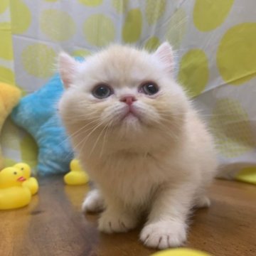 エキゾチックショートヘア【大阪府・男の子・2023年2月16日・クリームタビー(短毛)】の写真「人懐っこくて、のんびりさんなエキゾくん😇🍀」