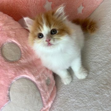 マンチカン(長足)【大阪府・女の子・2024年4月1日・レッドタビー&ホワイト（ロング）】の写真「かわいい女の子」