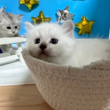 サイベリアン【大阪府・男の子・2023年6月11日・ブルーポイント】の写真「かわいい男の子」