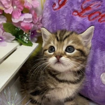 スコティッシュフォールド(立ち耳)【大阪府・女の子・2023年4月1日・ブラウンパッチドタビー(短毛)】の写真「かわいい女の子」