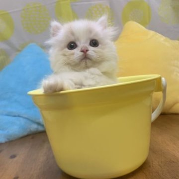 マンチカン(短足)【大阪府・男の子・2023年1月5日・クリームタビー&ホワイト(ロング)】の写真「かわいい男の子」