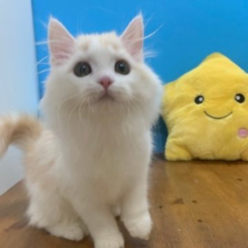 マンチカン(長足)【大阪府・女の子・2023年4月11日・クリームタビー&ホワイト(ロング)】の写真「かわいい女の子」