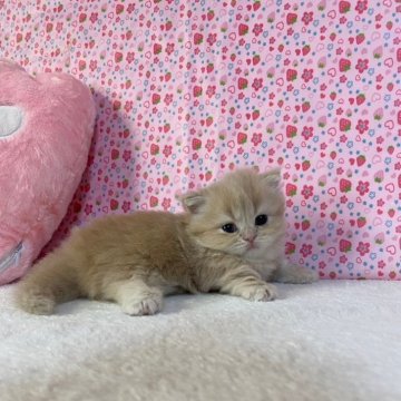 マンチカン(短足)【大阪府・女の子・2024年7月20日・クリームタビー（ロング）】の写真「短足の可愛いタレ目な女の子💕」