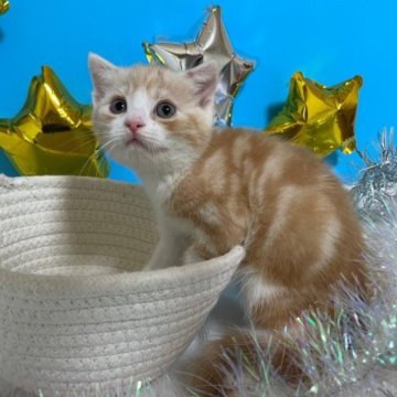 スコティッシュフォールド(折れ耳)【大阪府・男の子・2023年6月1日・クリームタビー&ホワイト(短毛)】の写真「かわいい男の子」