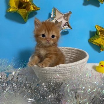 スコティッシュフォールド(立ち耳)【大阪府・男の子・2023年6月28日・クレッドタビー(ロング)】の写真「かわいい男の子」