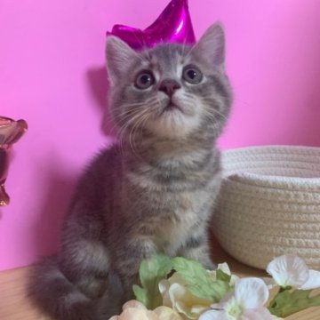 スコティッシュフォールド(立ち耳)【大阪府・女の子・2023年5月31日・ブルーパッチドタビー(短毛)】の写真「かわいい女の子」