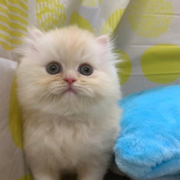 ミヌエット(長足)【大阪府・男の子・2023年2月17日・クリームタビー(ロング)】の写真「かわいい男の子」