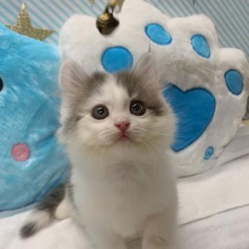 サイベリアン【大阪府・男の子・2022年8月1日・ブルー&ホワイト】の写真「かわいい男の子」