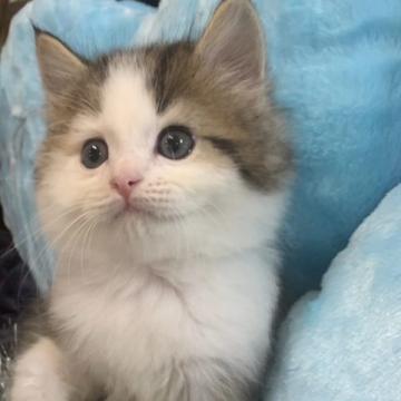 スコティッシュフォールド(立ち耳)【大阪府・男の子・2022年6月8日・ブラウンタビー&ホワイト】の写真「かわいい男の子」