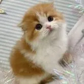 スコティッシュフォールド(折れ耳)【大阪府・男の子・2022年6月3日・レッドタビー&ホワイト】の写真1