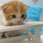 スコティッシュフォールド(折れ耳)【大阪府・男の子・2022年8月30日・レッドタビー&ホワイト】の写真1