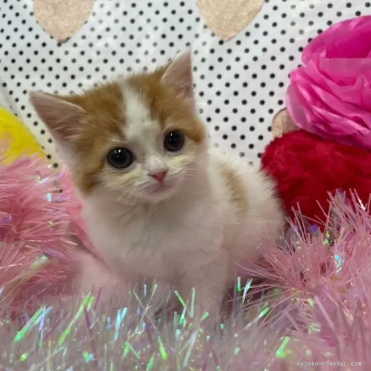 ID:2212-02437の子猫