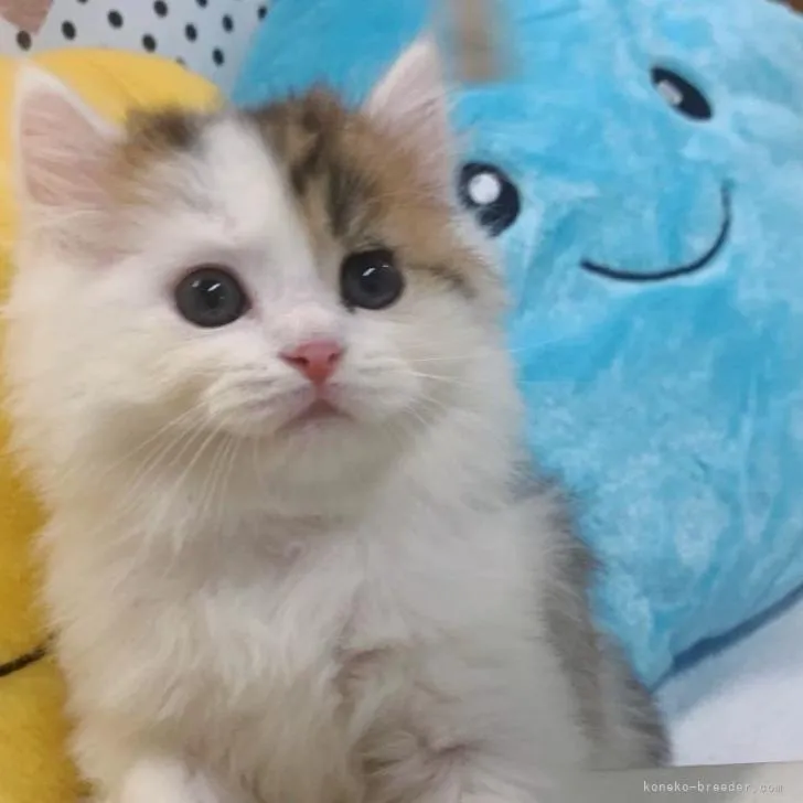 ID:2209-00784の子猫
