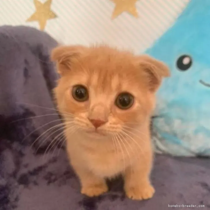 ID：2207-03234の子猫