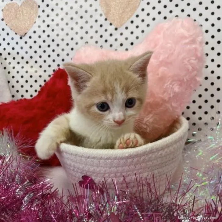 ID:2210-01399の子猫