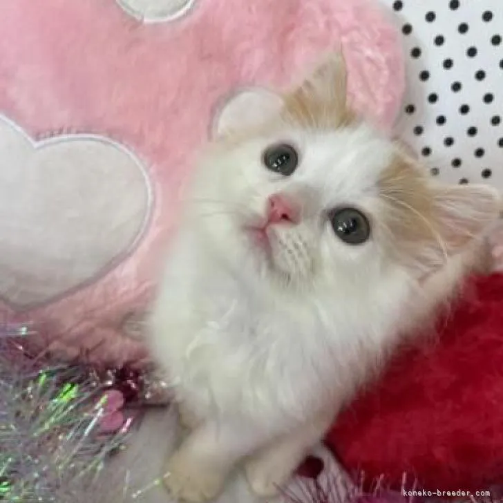 ID:2207-00962の子猫