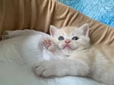 スコティッシュフォールド(立ち耳)【大阪府・男の子・2025年6月6日・クリームタビー】の写真10