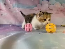 マンチカン(短足)【大阪府・女の子・2025年9月27日・キャリコ】の写真10