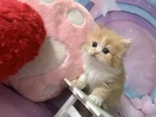 スコティッシュフォールド(立ち耳)【大阪府・女の子・2025年10月3日・レッドタビー&ホワイト】の写真10