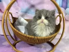 スコティッシュフォールド(立ち耳)【大阪府・女の子・2025年9月12日・ブルータビー&ホワイト】の写真10