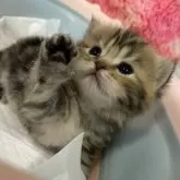 スコティッシュフォールド(立ち耳)【大阪府・女の子・2025年8月18日・ブラウンタビー】の写真12