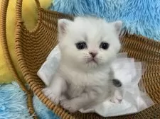 スコティッシュフォールド(立ち耳)【大阪府・男の子・2025年7月17日・シルバータビー&ホワイト】の写真11