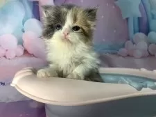 スコティッシュフォールド(立ち耳)【大阪府・女の子・2025年10月17日・ダイリュートキャリコ】の写真11