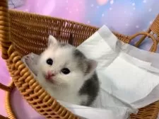 スコティッシュフォールド(立ち耳)【大阪府・男の子・2025年11月6日・ブルータビー&ホワイト】の写真11