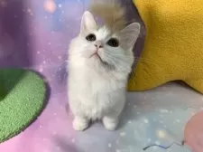 マンチカン(短足)【大阪府・男の子・2025年6月23日・クリームタビー&ホワイト】の写真9