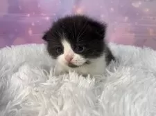 スコティッシュフォールド(立ち耳)【大阪府・男の子・2026年1月22日・ブラック&ホワイト】の写真11