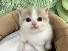 スコティッシュフォールド(立ち耳)【大阪府・男の子・2025年4月23日・クリームタビー&ホワイト】の写真11