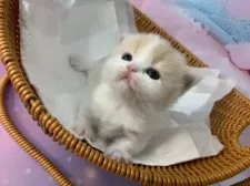 マンチカン(短足)【大阪府・女の子・2025年11月26日・クリームタビー&ホワイト】の写真11