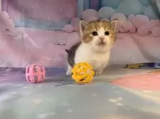 マンチカン(短足)【大阪府・女の子・2025年9月27日・キャリコ】の写真11