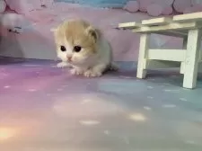 マンチカン(短足)【大阪府・女の子・2025年11月26日・クリームタビー&ホワイト】の写真12