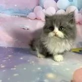 スコティッシュフォールド(立ち耳)【大阪府・女の子・2025年9月12日・ブルータビー&ホワイト】の写真12