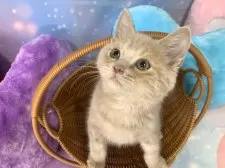 スコティッシュフォールド(立ち耳)【大阪府・男の子・2025年9月8日・クリームタビー&ホワイト】の写真12