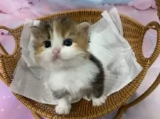 マンチカン(長足)【大阪府・女の子・2025年9月27日・キャリコ】の写真10