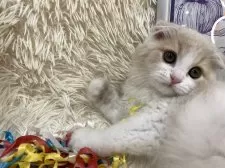 スコティッシュフォールド(折れ耳)【大阪府・男の子・2025年2月13日・クリームタビー&ホワイト】の写真3