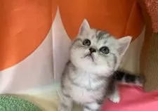 スコティッシュフォールド(立ち耳)【大阪府・女の子・2025年8月18日・シルバータビー】の写真6