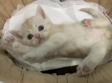 スコティッシュフォールド(立ち耳)【大阪府・男の子・2025年6月6日・クリームタビー】の写真12