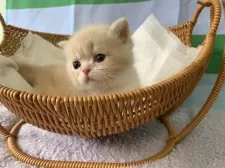 マンチカン(短足)【大阪府・男の子・2025年9月2日・クリームタビー&ホワイト】の写真13