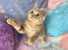 スコティッシュフォールド(立ち耳)【大阪府・男の子・2025年9月8日・クリームタビー&ホワイト】の写真13