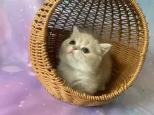 マンチカン(短足)【大阪府・男の子・2025年9月2日・クリームタビー&ホワイト】の写真11