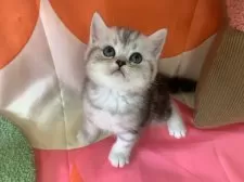 スコティッシュフォールド(立ち耳)【大阪府・女の子・2025年8月18日・シルバータビー】の写真7