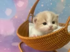 マンチカン(短足)【大阪府・男の子・2025年11月26日・クリームタビー&ホワイト】の写真13