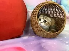 スコティッシュフォールド(折れ耳)【大阪府・女の子・2025年7月27日・ブラウンパッチドタビー&ホワイト】の写真6