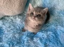 スコティッシュフォールド(立ち耳)【大阪府・男の子・2025年6月4日・ブルータビー】の写真8