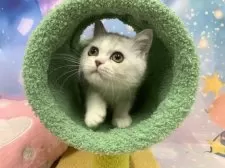 スコティッシュフォールド(立ち耳)【大阪府・男の子・2025年7月17日・シルバータビー&ホワイト】の写真6