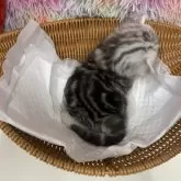 スコティッシュフォールド(立ち耳)【大阪府・女の子・2025年8月18日・シルバータビー】の写真13