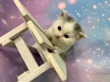 スコティッシュフォールド(立ち耳)【大阪府・男の子・2025年11月6日・ブルータビー&ホワイト】の写真13